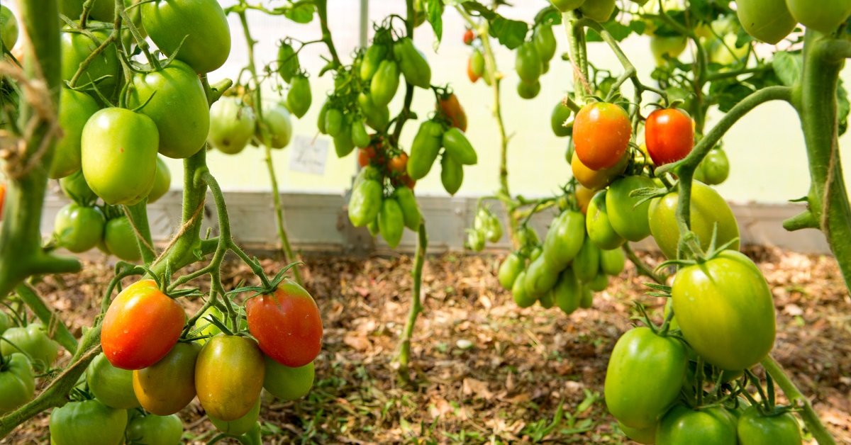 Выращивание помидор на Урале в теплице